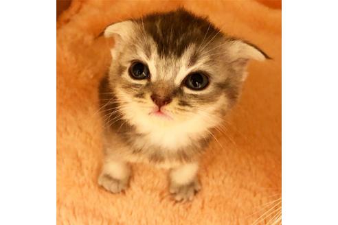 成約済の大阪府のスコティッシュフォールド-7177の3枚目